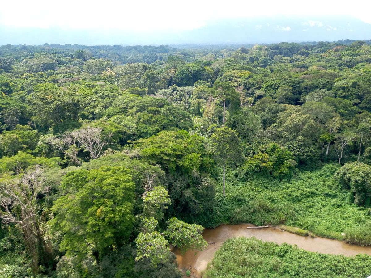 Vue de la forêt dans le Mbau-Kamango en territoire de Beni (Nord-Kivu). Novembre 2020. Radio Okapi/ Ph. Marc Maro Fimbo<br />