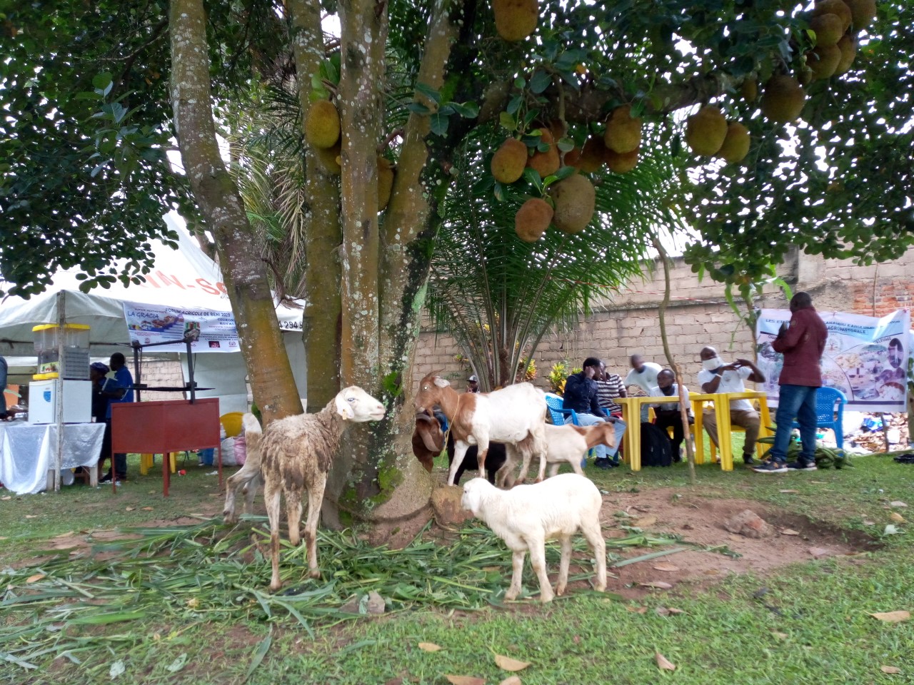 La peste des petits ruminants décime près de 200 chèvres à Idjwi, les autorités appellent à l’aide