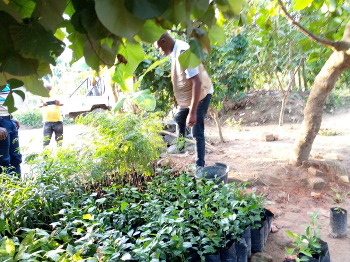 L'ONG Observatoire Congolais pour la gouvernance locale lance les travaux de plantage d'arbres fruitiers et non fruitiers à croissance rapide dans la périphérie de la ville de Kindu(Maniema), le 4/12/2021.Photo Florence Kiza.<br />Radio Okapi