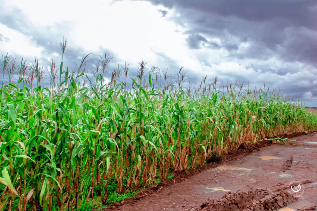 Les champs de maïs du projet agricole de Nkwadi (Kasaï-Oriental).<br />Présidence RDC
