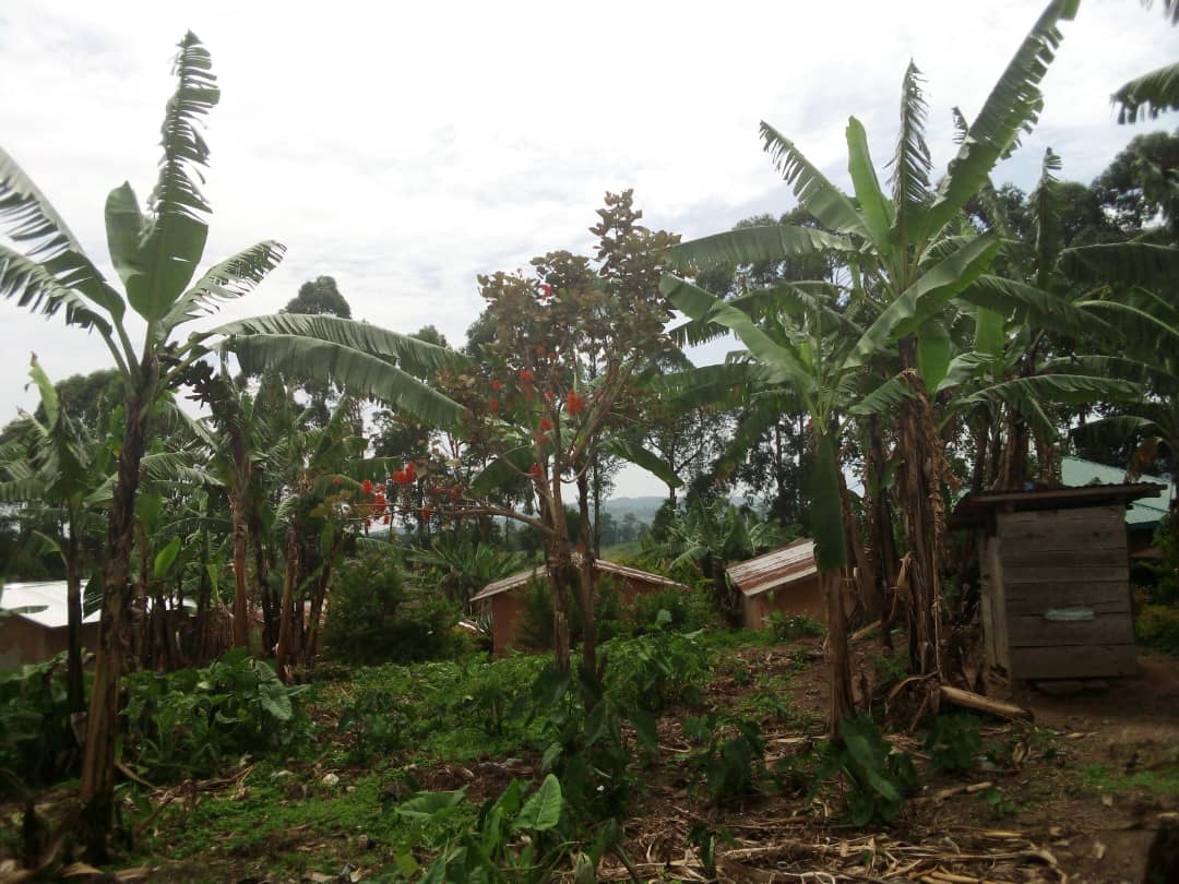 Hundreds of hectares of crops and forests destroyed by armed groups in Masisi, according to civil society