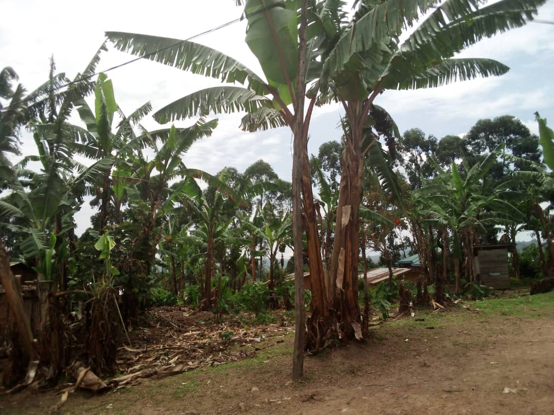 Risque de crise alimentaire à Rutshuru après la destruction de dizaines d’hectares de bananeraies, alerte la société civile