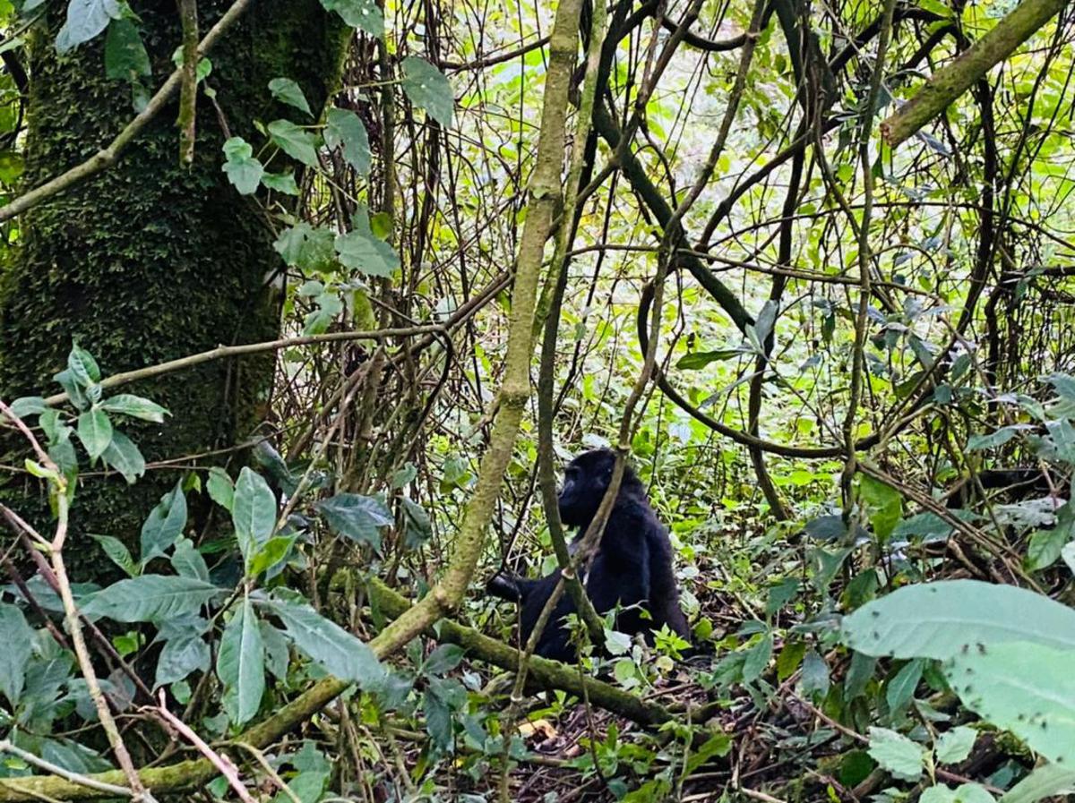 Une jeune gorille dans le parc national de Kahuzi-biega. Sud-Kivu, le 15 avril 2022.<br />Radio Okapi.Ph/Rachel Kiese Mbangu 20220417005041785443_IMG-20220416-WA0048.jpg?imgmax=1200