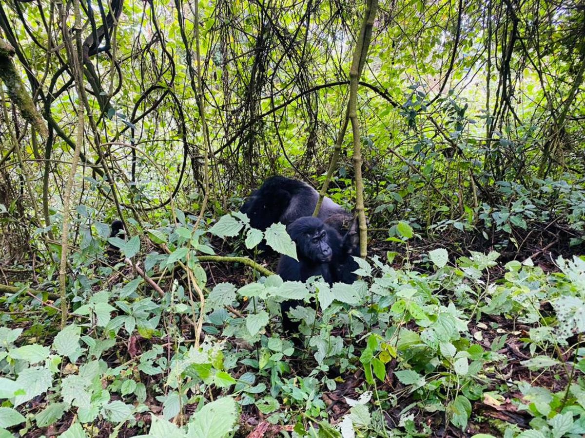 Une jeune gorille dans le parc national de Kahuzi-biega. Sud-Kivu, le 15 avril 2022.<br />Radio Okapi.Ph/Rachel Kiese Mbangu