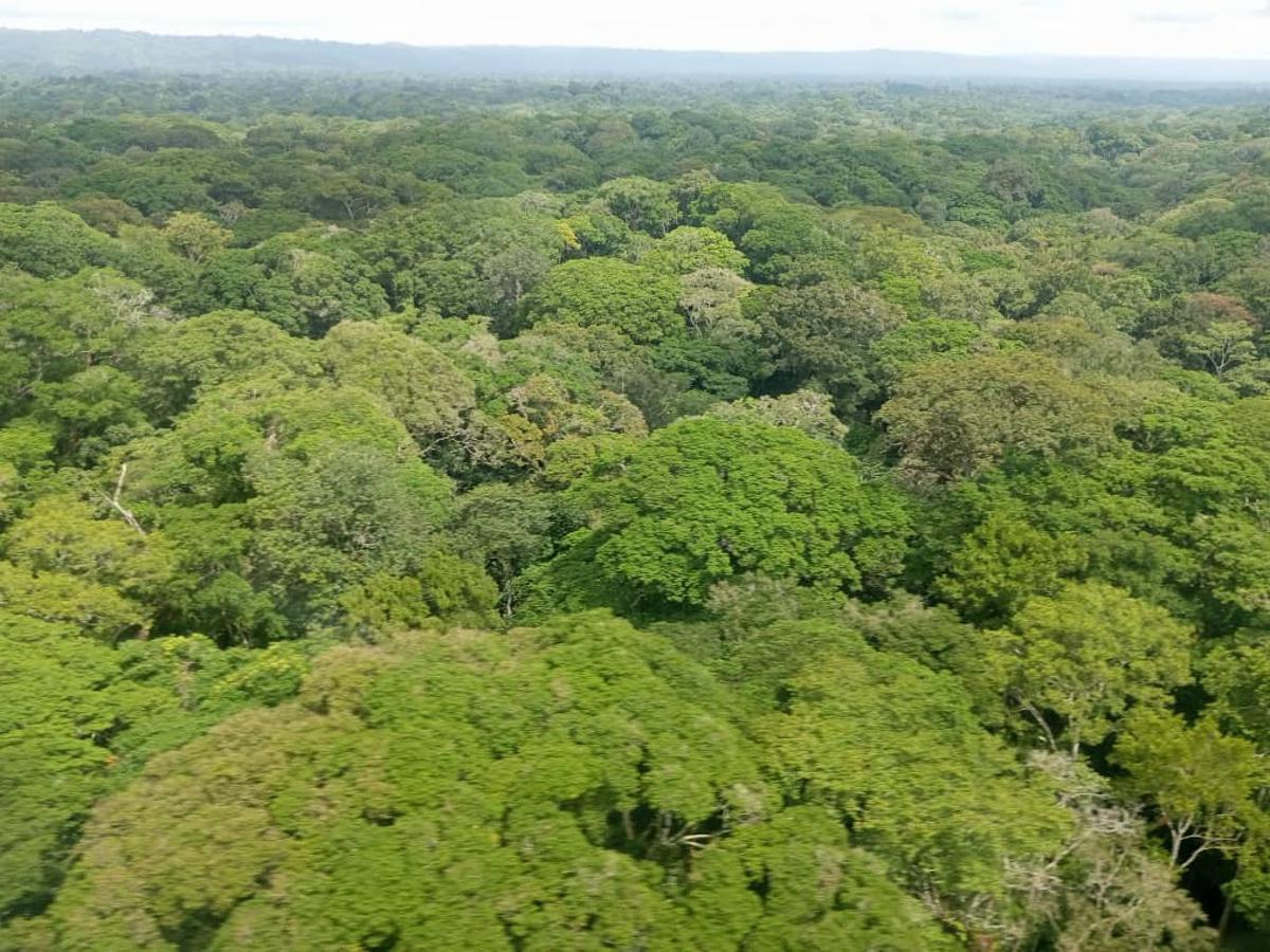 Une vue de la forêt dans le secteur de Ruwenzori, territoire de Beni à Kamango. Nord-Kivu, le 21 octobre 2022.<br />Radio Okapi.Ph/ Marc Maro Fimbo