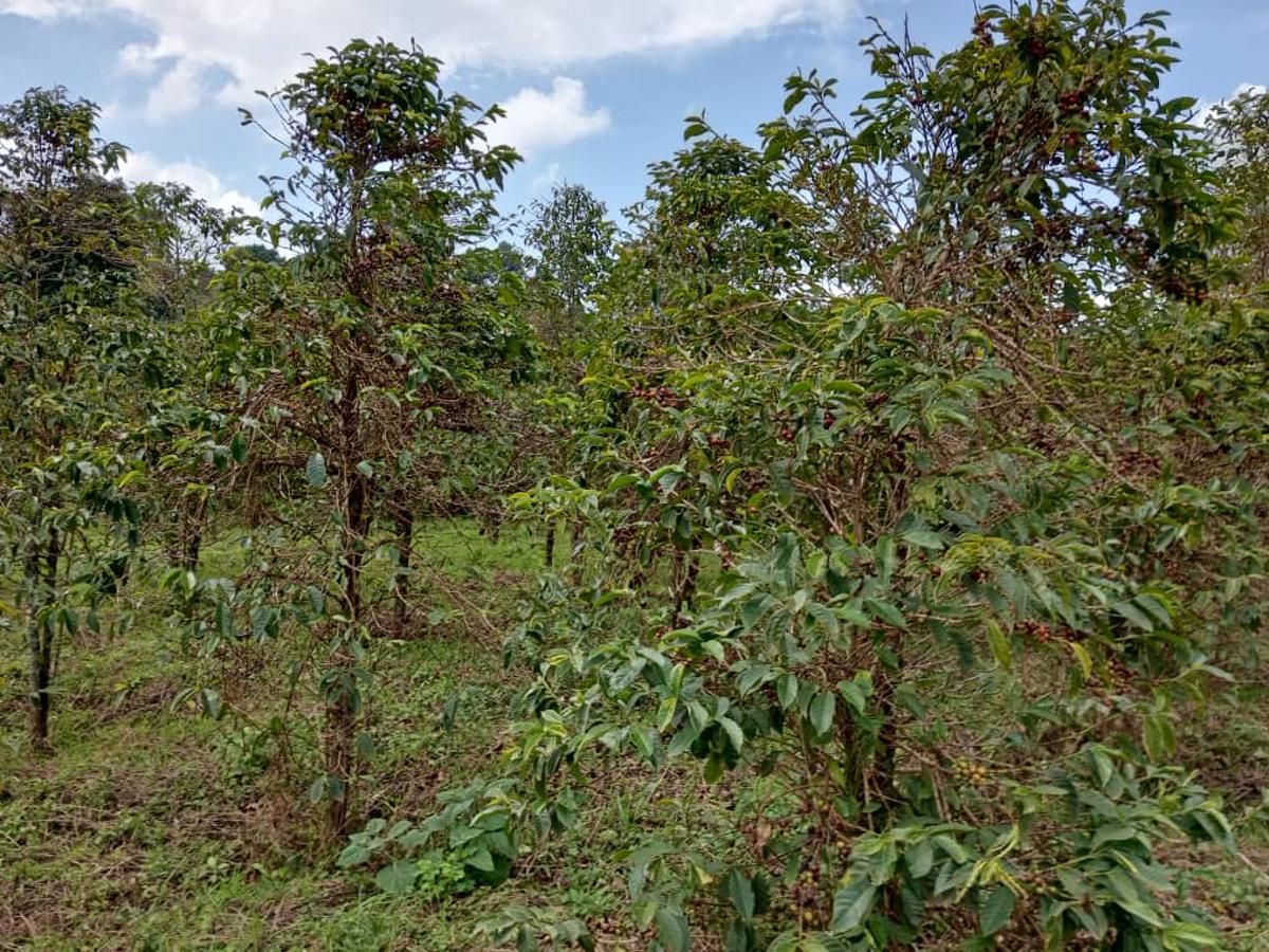 Un champ de café dans le groupement Buba en territoire de Djugu (Ituri). Ph Marc Maro Fimbo<br />Radio Okapi