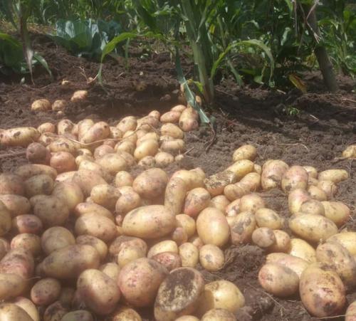Beni : 4 tonnes de pomme de terre produit sur un champ pilote d’un hectare à Mutwanga