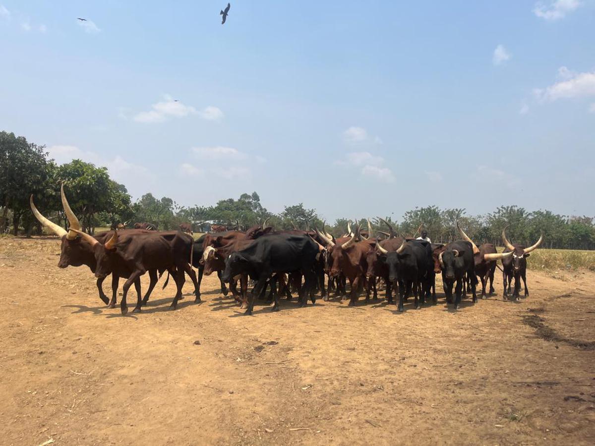 20240223132457120429_79792cee-6e5e-4f7d-84a4-e17e0e694bd2.jpg?imgmax=1200