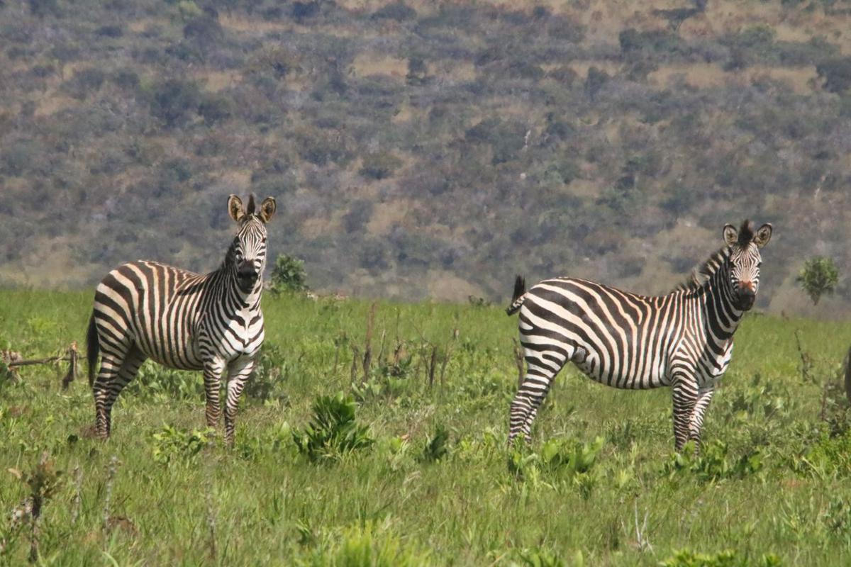Vue des zèbres au parc national d’Upemba entre le Haut-Katanga et le Haut-Lomami, en RDC.<br />
<br />Radio Okapi/Ph. Cellcom PNU.