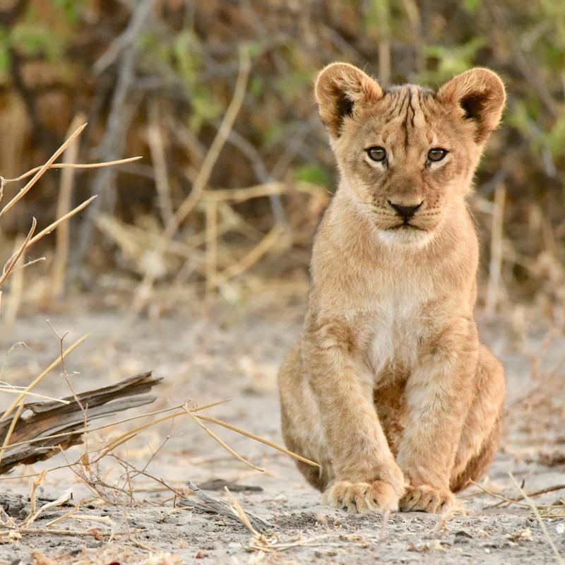 (Image d'illustration) Un lionceau.<br />Photo Gareth Webb de Pixabay