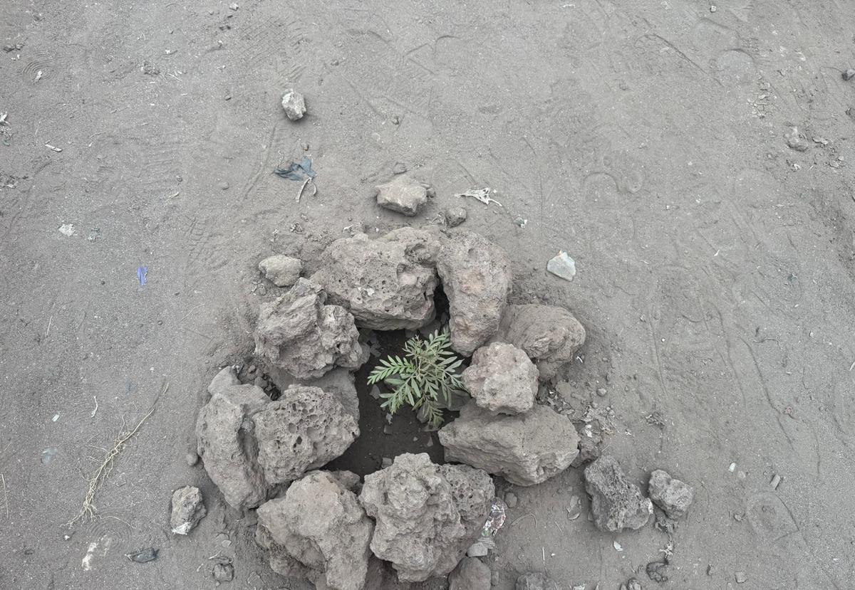 Une plantule plantée sur une avenue d'un quartier de Goma, dans le cadre d'un projet d'embellissement et de reboisement de la ville. Le 7septembre 2025. <br />Radio Okapi 20250907194926197841_WhatsApp_Image_2025-09-07_at_16.45.30_1.jpeg?imgmax=1200