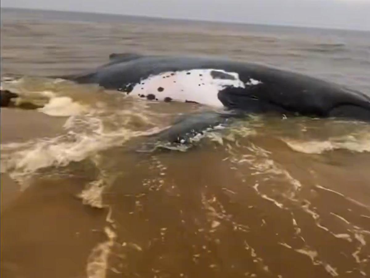 Vue d’une baleine morte après avoir échoué par la plage de Muanda (Kongo-Central), jeudi 2 juillet 2026</p> <p><br />Capture d’écran 20260703182556639921_bitmap_1200_nocrop_1_1_20260703143222178989_Baleine_BON.jpg?imgmax=1200