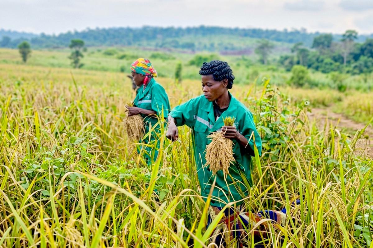 Des femmes récoltent le riz dans un champ. <br />Photo PHC 20260718122004650556_WhatsApp_Image_2026-07-18_at_10.53.50.jpeg?imgmax=1200
