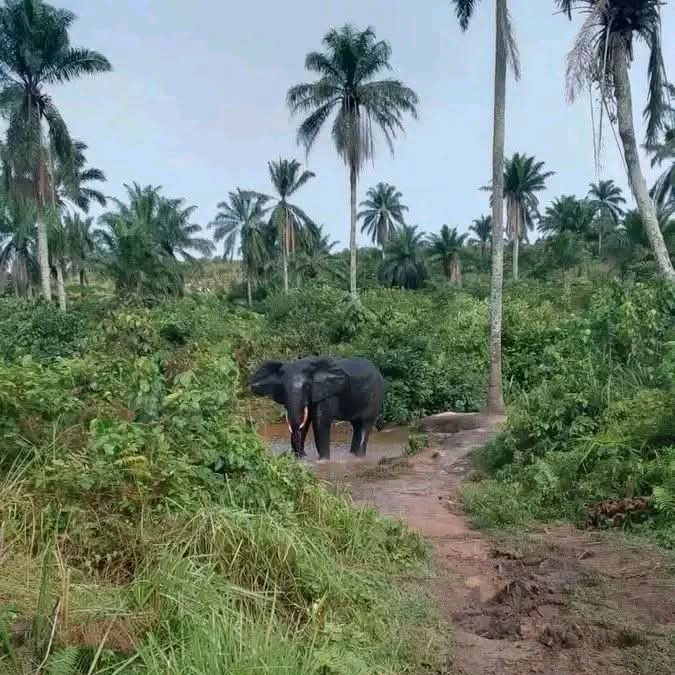 Young man killed by elephant in Kazumba