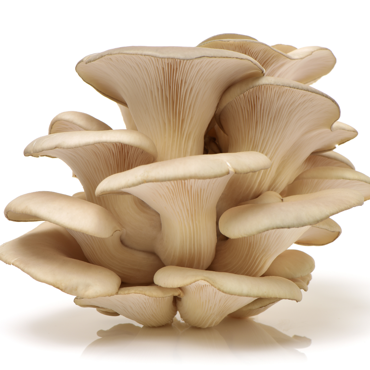 Kinshasa : les champignons pleurotes gagnent du terrain dans certains ménages face à l’insécurité alimentaire